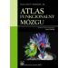 Atlas funkcjonalny mózgu