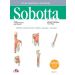 Tablice anatomiczne mięśni, stawów i nerwów. Łacińskie mianownictwo: Atlas anatomii człowieka Sobotta